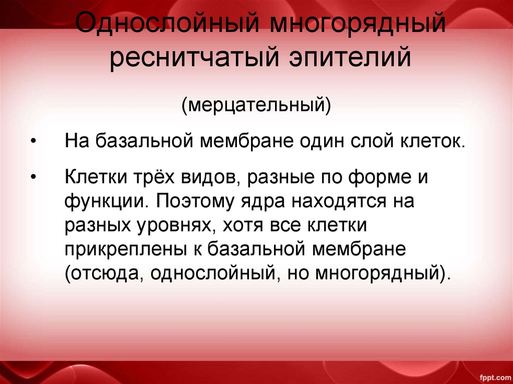 Однослойный многорядный реснитчатый эпителий