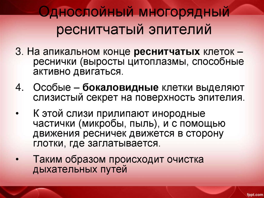 Однослойный многорядный реснитчатый эпителий