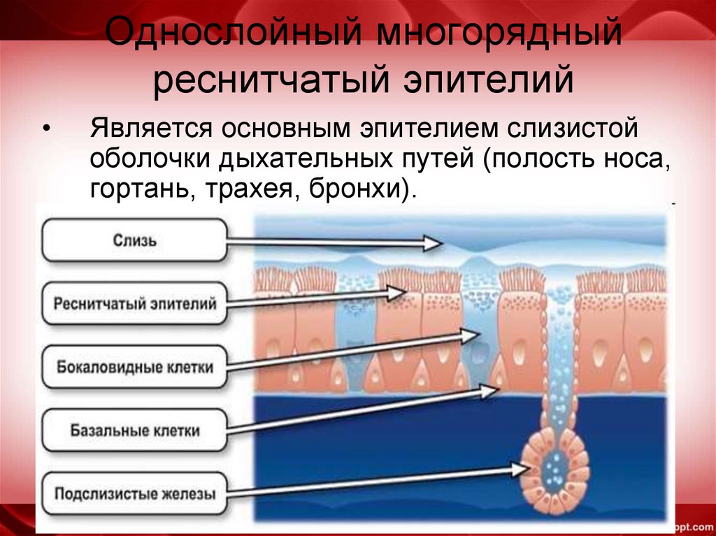 Однослойный многорядный реснитчатый эпителий