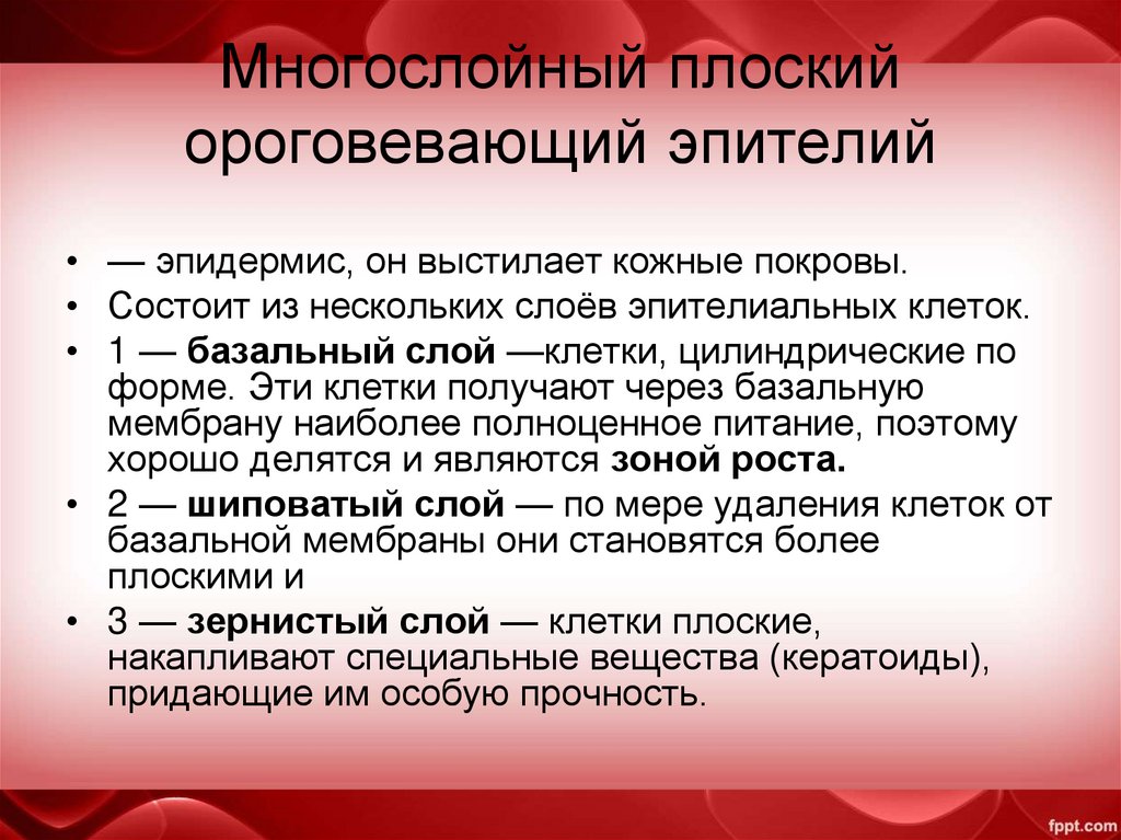 Многослойный плоский ороговевающий эпителий