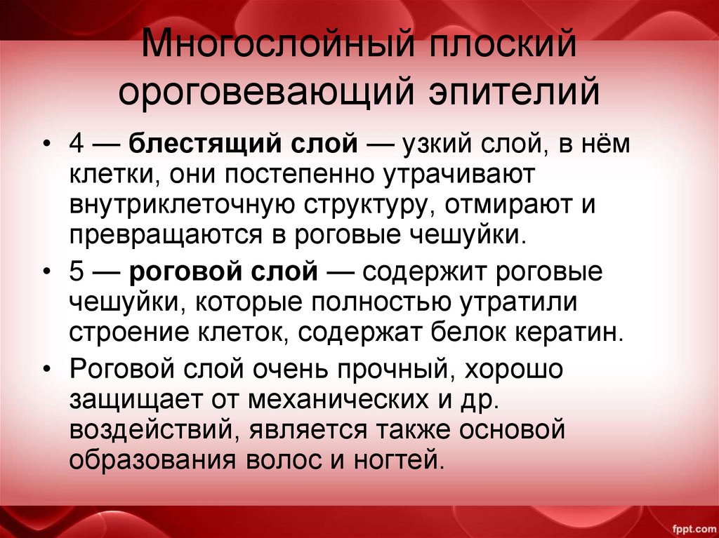 Многослойный плоский ороговевающий эпителий