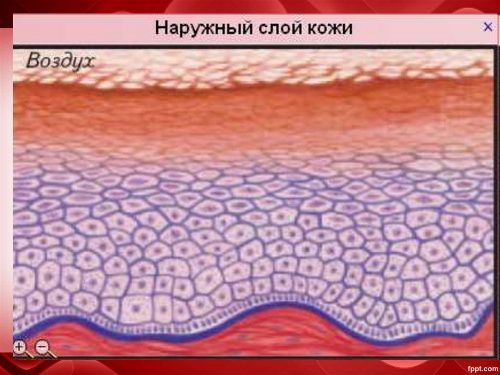 Многослойный плоский ороговевающий эпителий