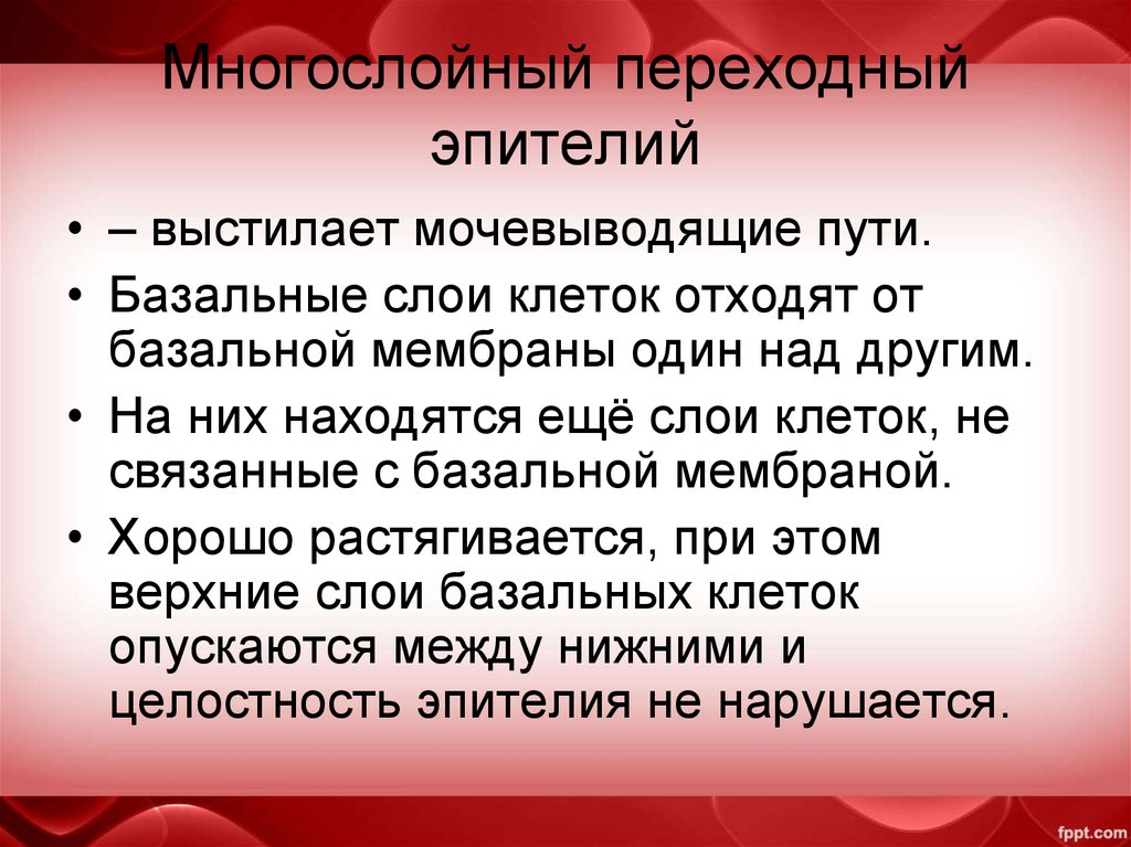 Многослойный переходный эпителий