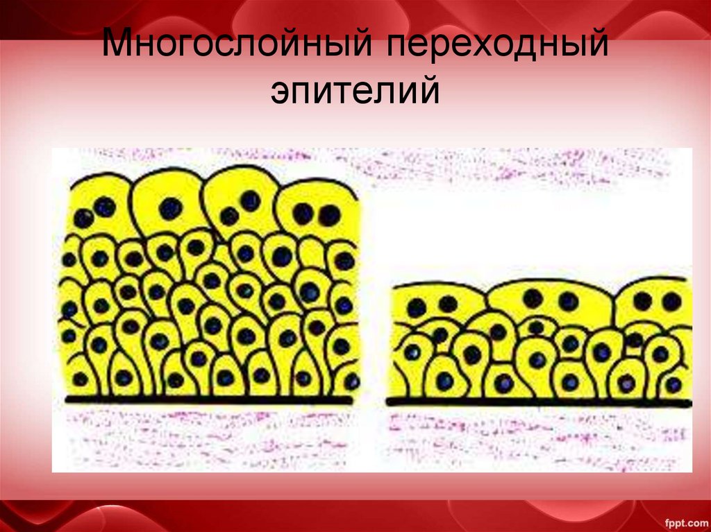 Многослойный переходный эпителий