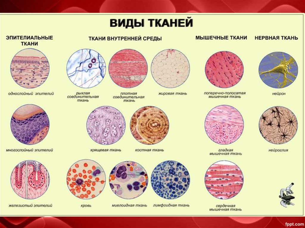 Виды тканей