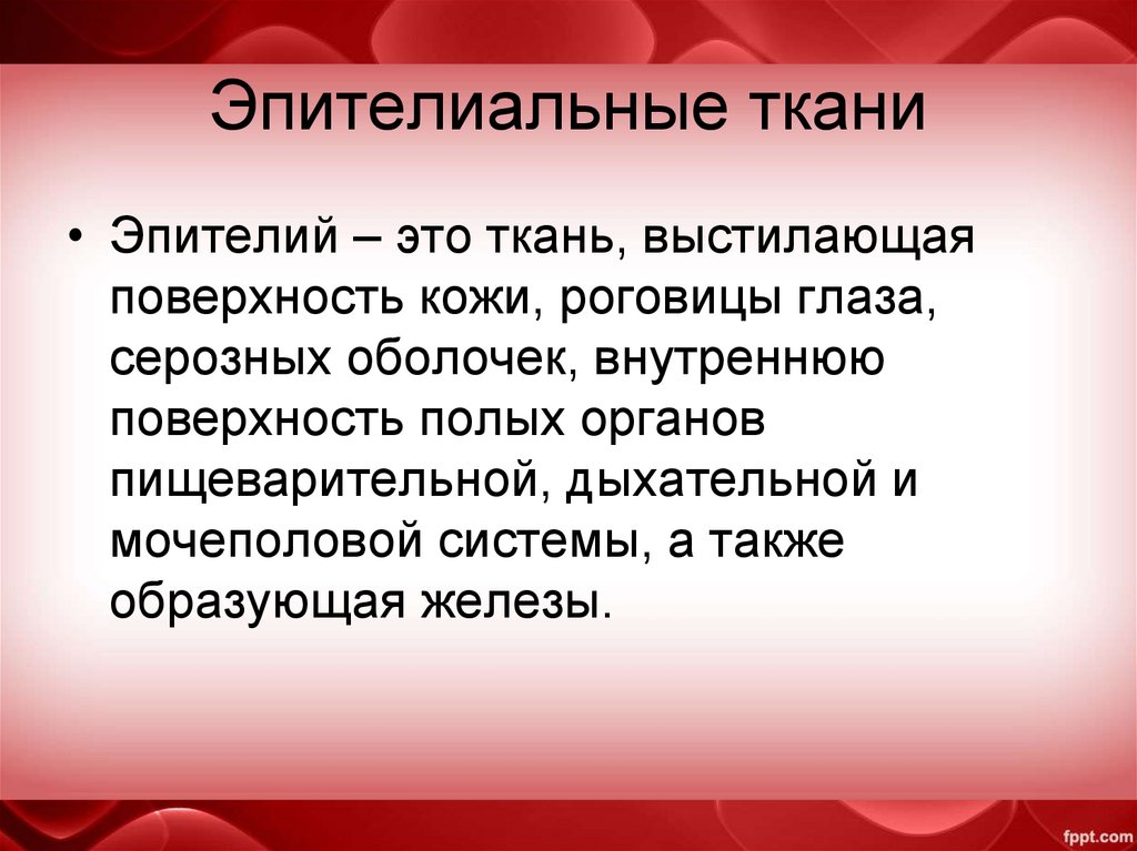 Эпителиальные ткани