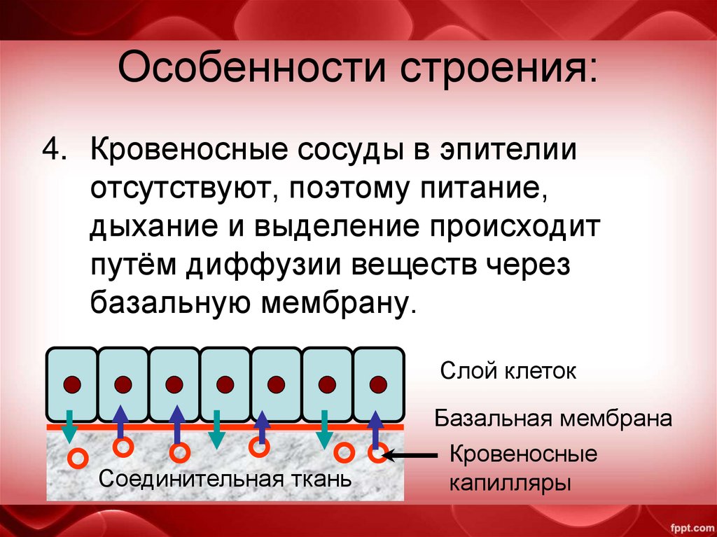 Особенности строения:
