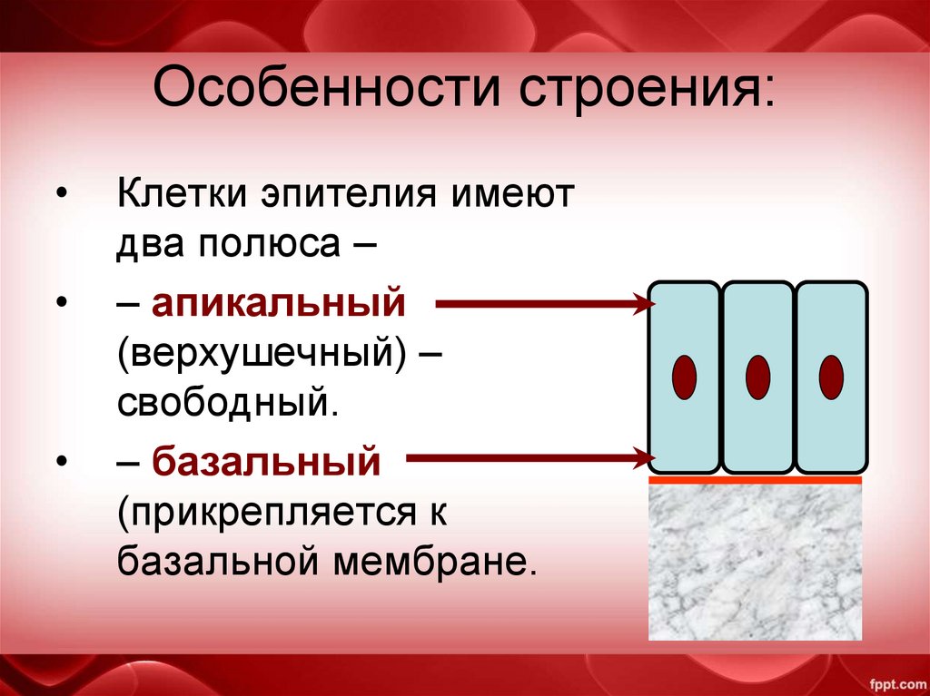 Особенности строения: