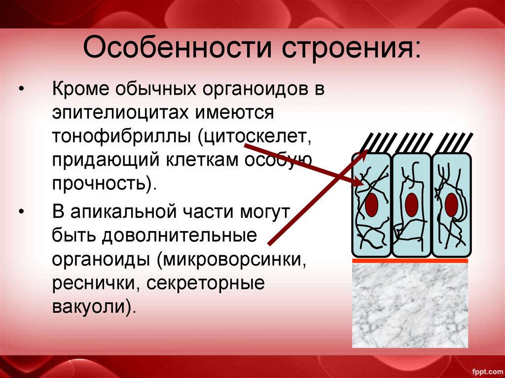 Особенности строения: