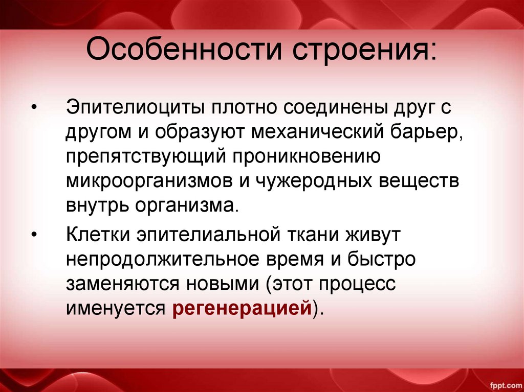 Особенности строения: