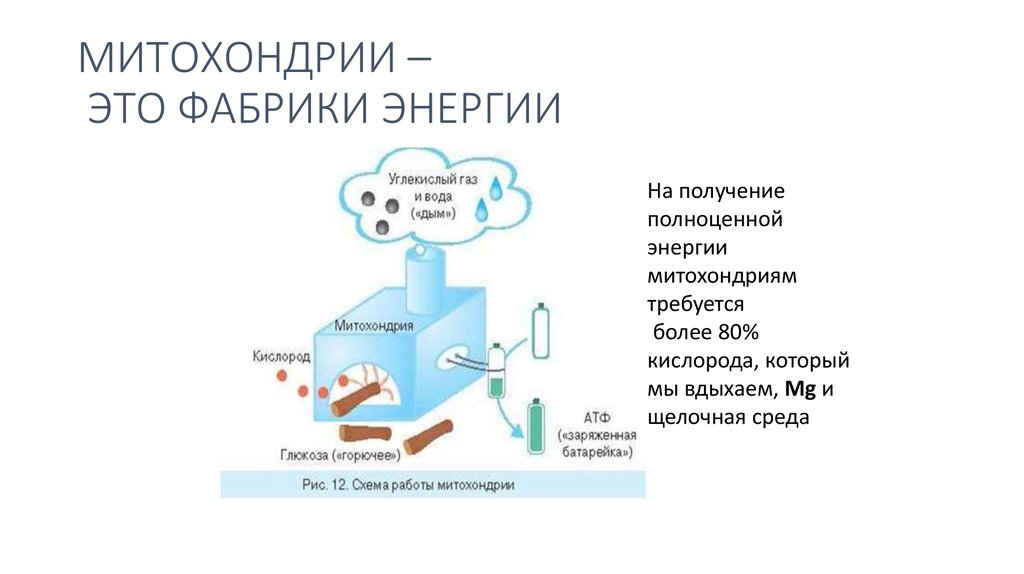 МИТОХОНДРИИ – ЭТО ФАБРИКИ ЭНЕРГИИ