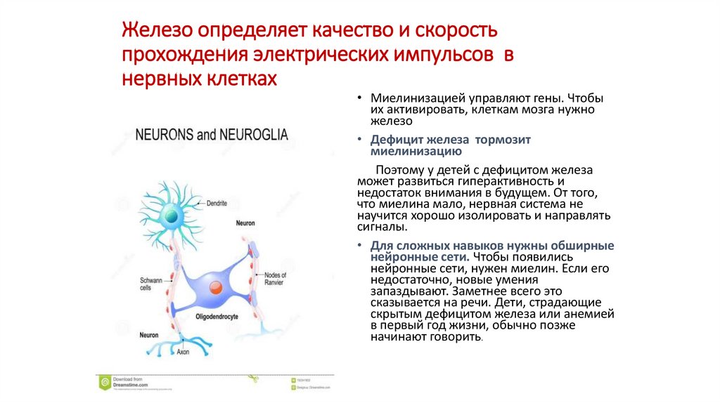 Железо определяет качество и скорость прохождения электрических импульсов в нервных клетках