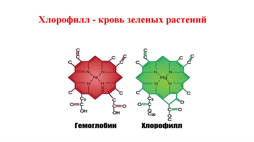 Хлорофилл - кровь зеленых растений