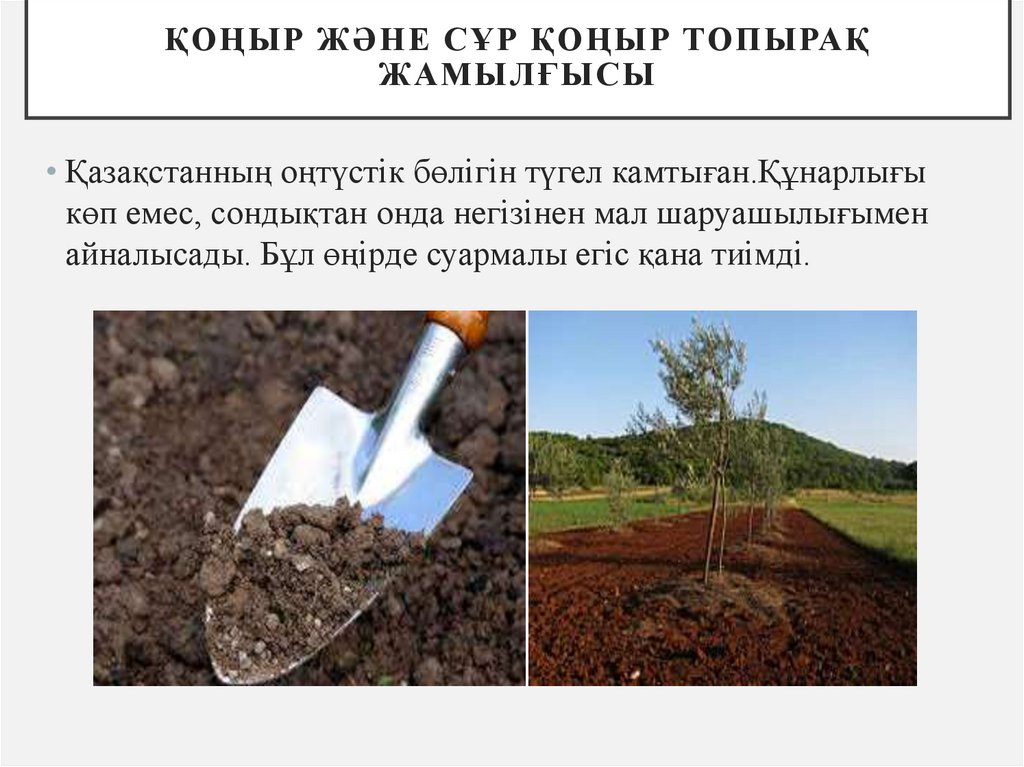 Қоңыр және сұр қоңыр топырақ жамылғысы