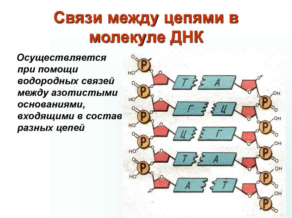 Связи между цепями в молекуле ДНК
