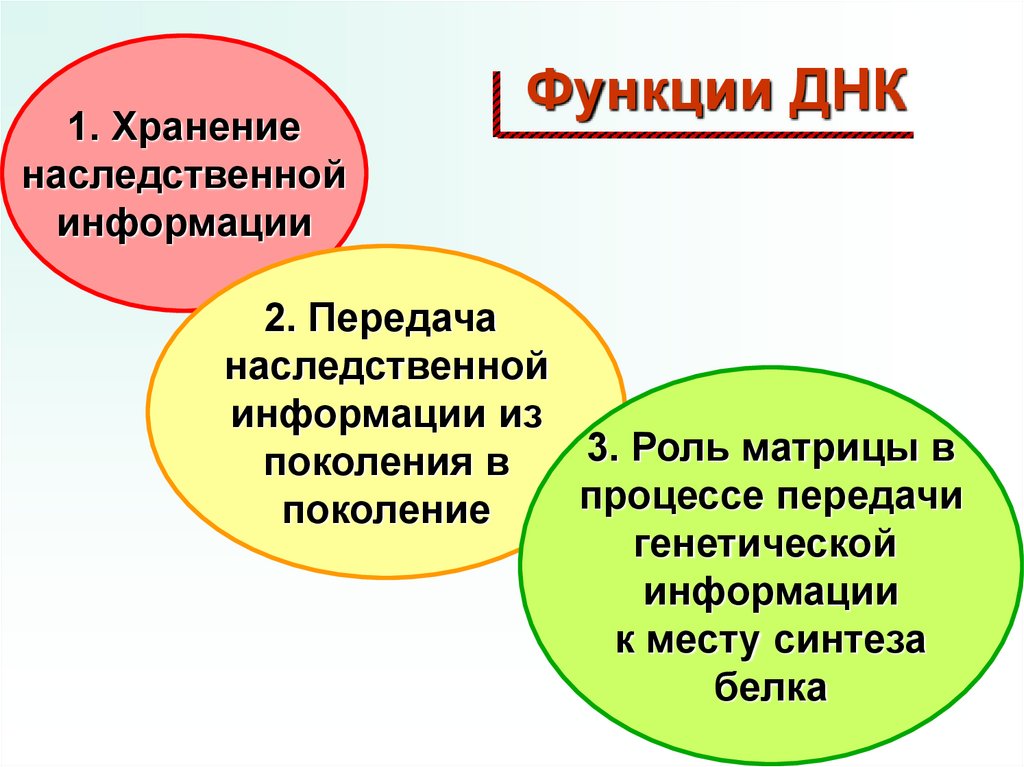 Функции ДНК