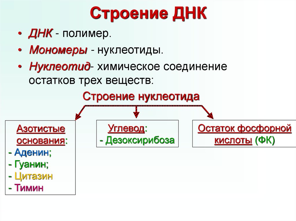 Строение ДНК