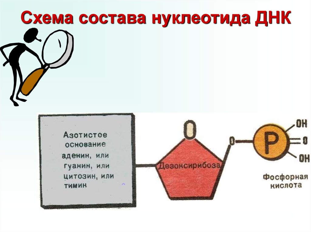 Схема состава нуклеотида ДНК