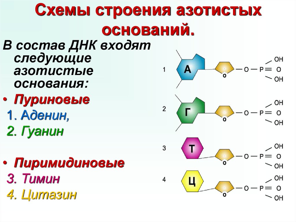 Схемы строения азотистых оснований.
