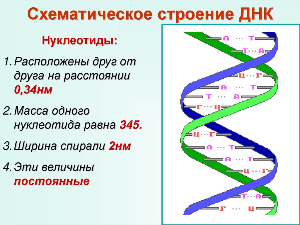 Схематическое строение ДНК