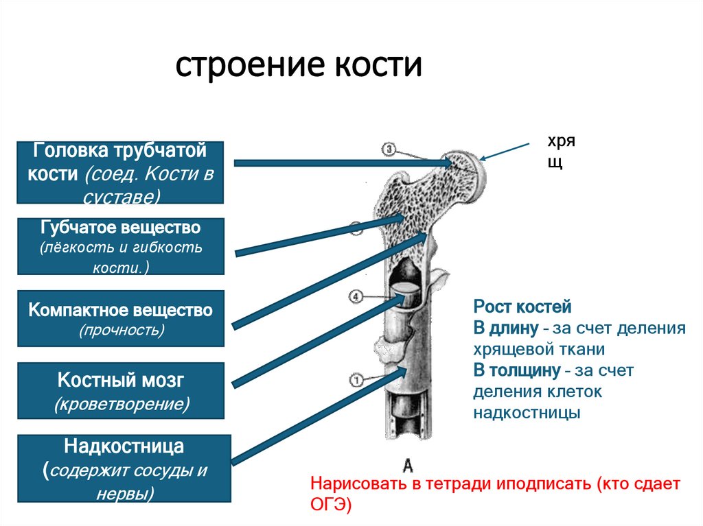 строение кости