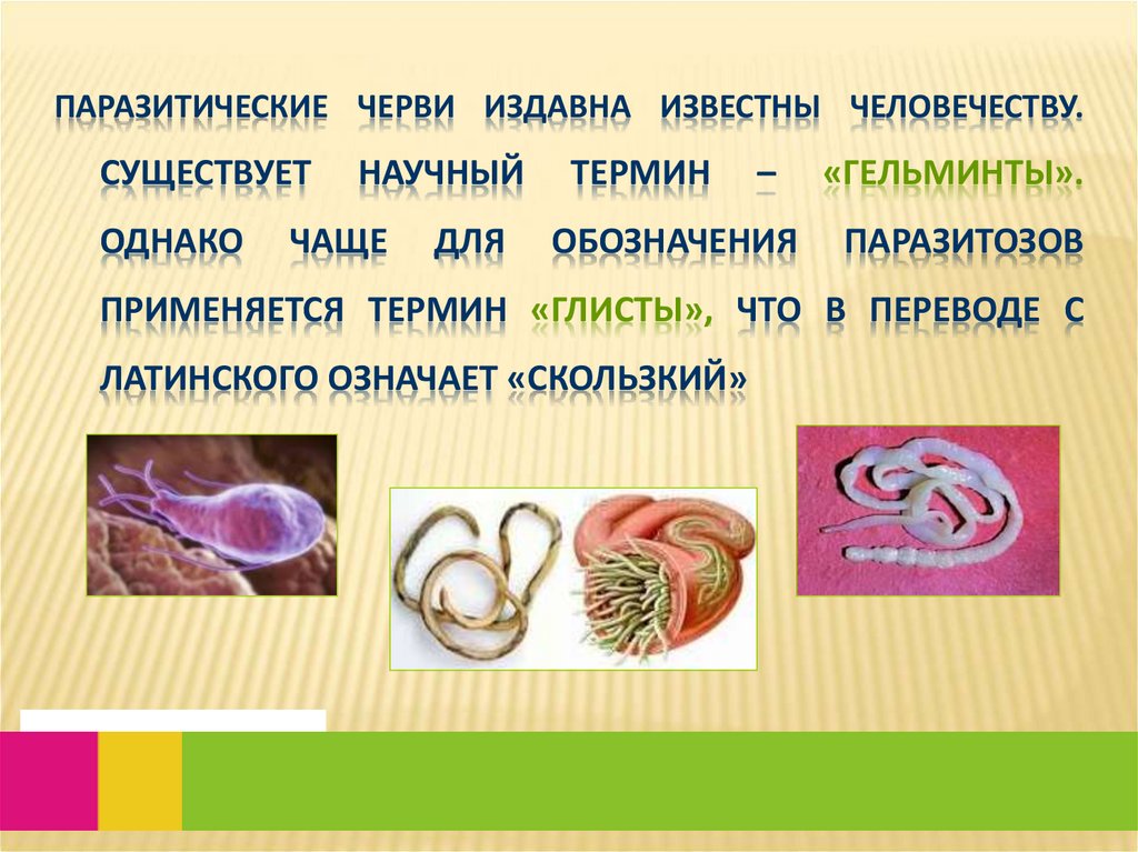 Паразитические черви издавна известны человечеству. Существует научный термин – «гельминты». Однако чаще для обозначения