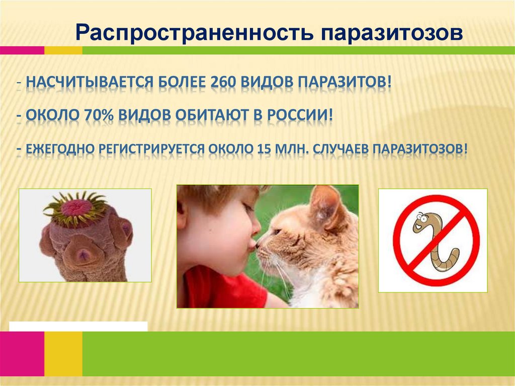 насчитывается более 260 видов паразитов! - Около 70% видов обитают в России! - Ежегодно регистрируется около 15 млн. случаев
