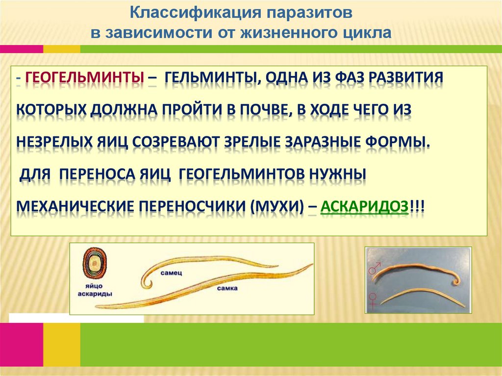 - геогельминты – гельминты, одна из фаз развития которых должна пройти в почве, в ходе чего из незрелых яиц созревают зрелые