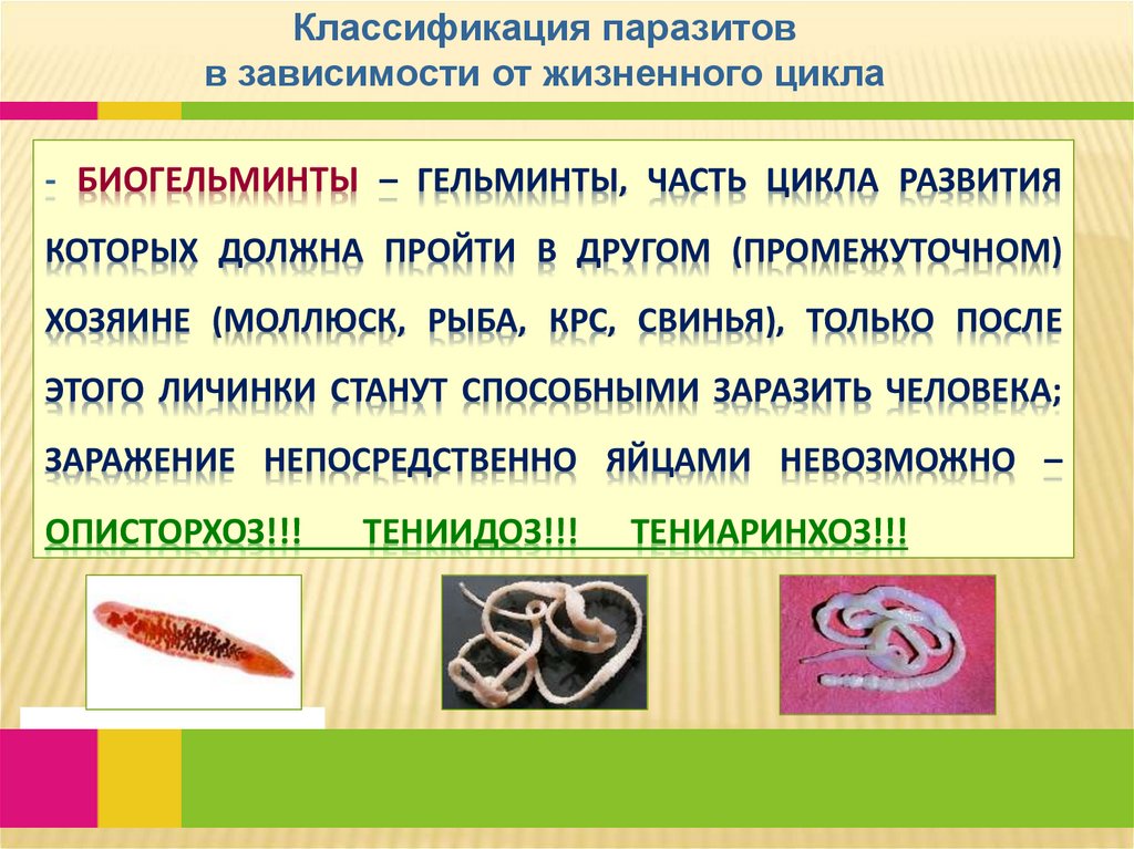 - биогельминты – гельминты, часть цикла развития которых должна пройти в другом (промежуточном) хозяине (моллюск, рыба, КРС,