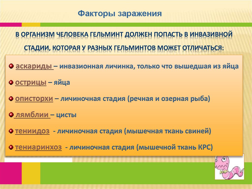 В организм человека гельминт должен попасть в инвазивной стадии, которая у разных гельминтов может отличаться: