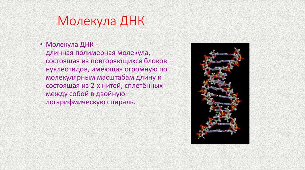 Молекула ДНК