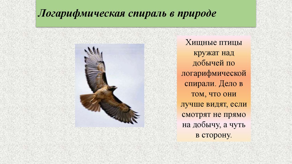 Логарифмическая спираль в природе