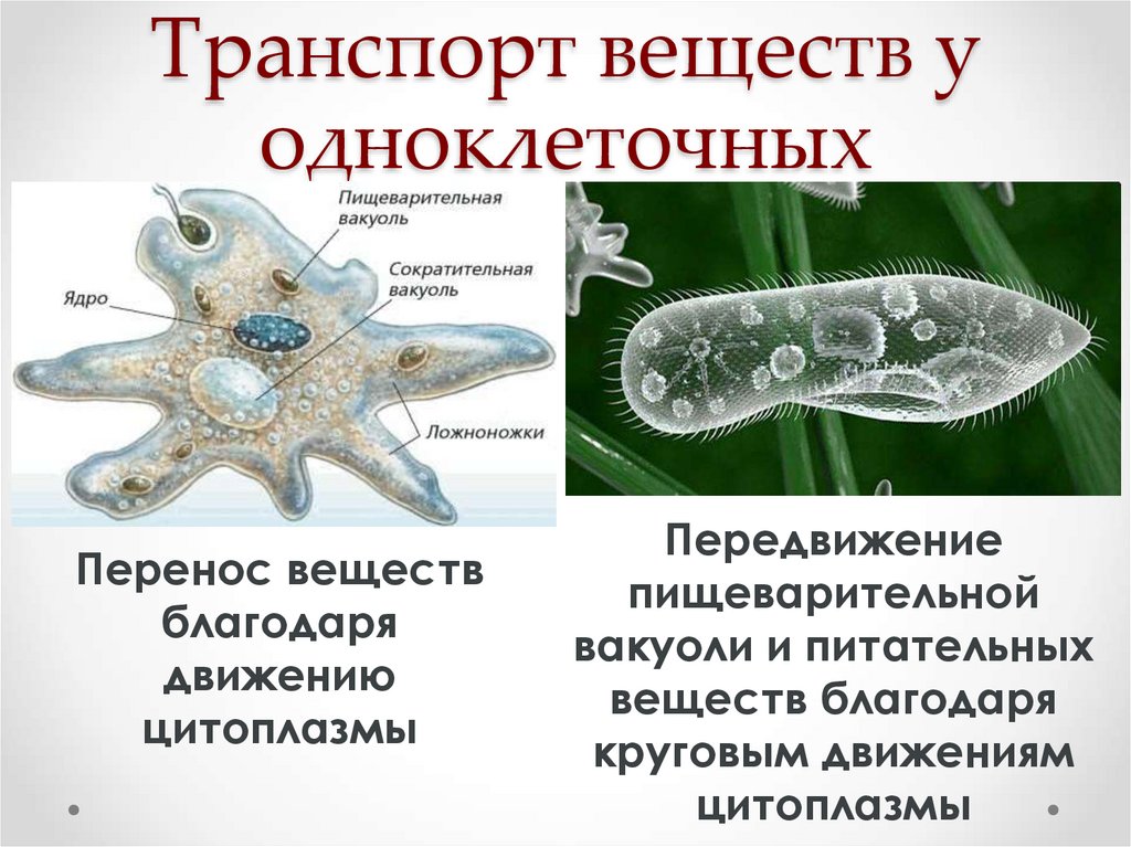 Транспорт веществ у одноклеточных