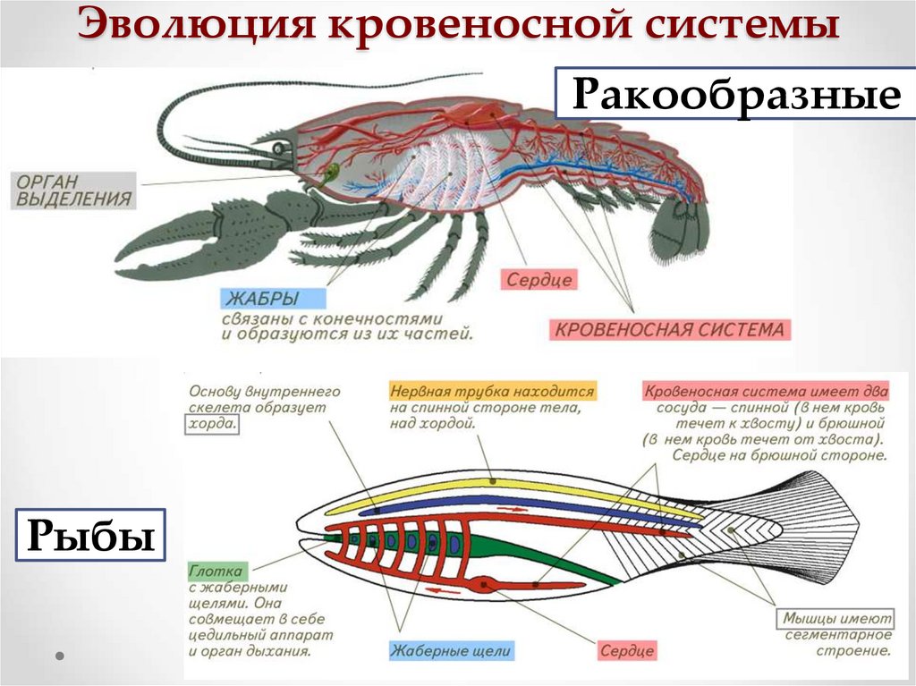 Эволюция кровеносной системы
