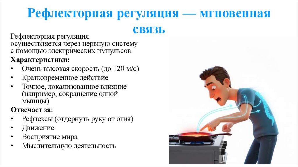 Рефлекторная регуляция — мгновенная связь