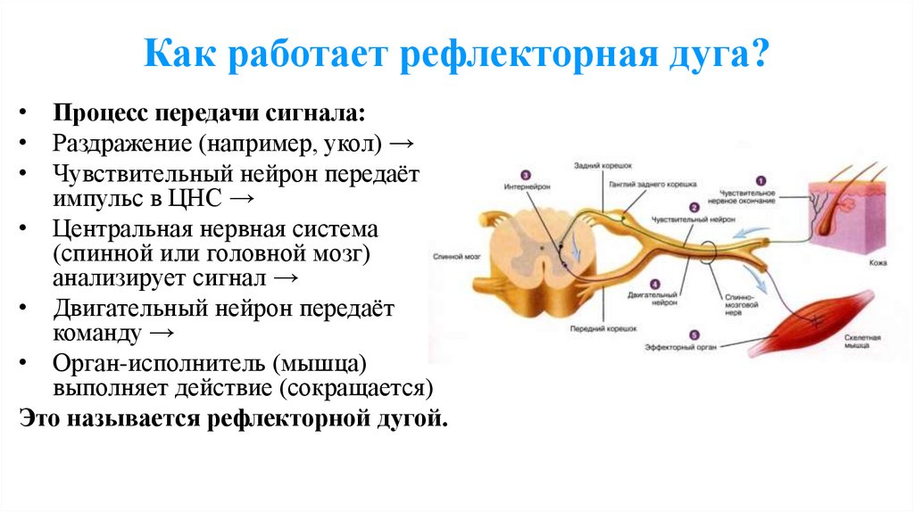 Как работает рефлекторная дуга?