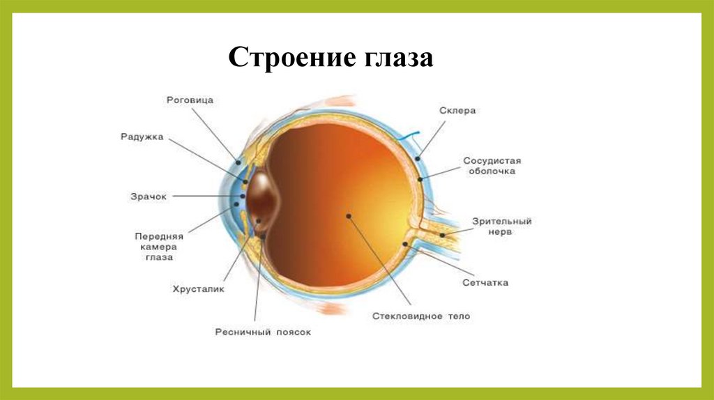 Строение глаза