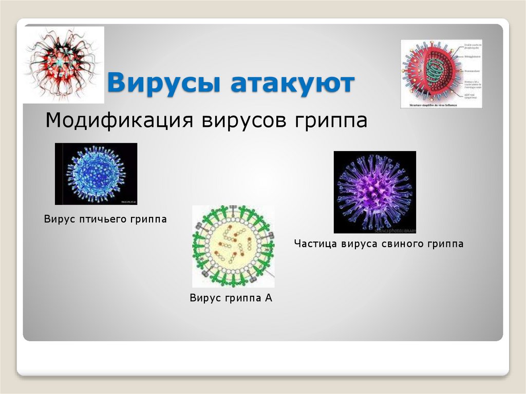 Вирусы атакуют