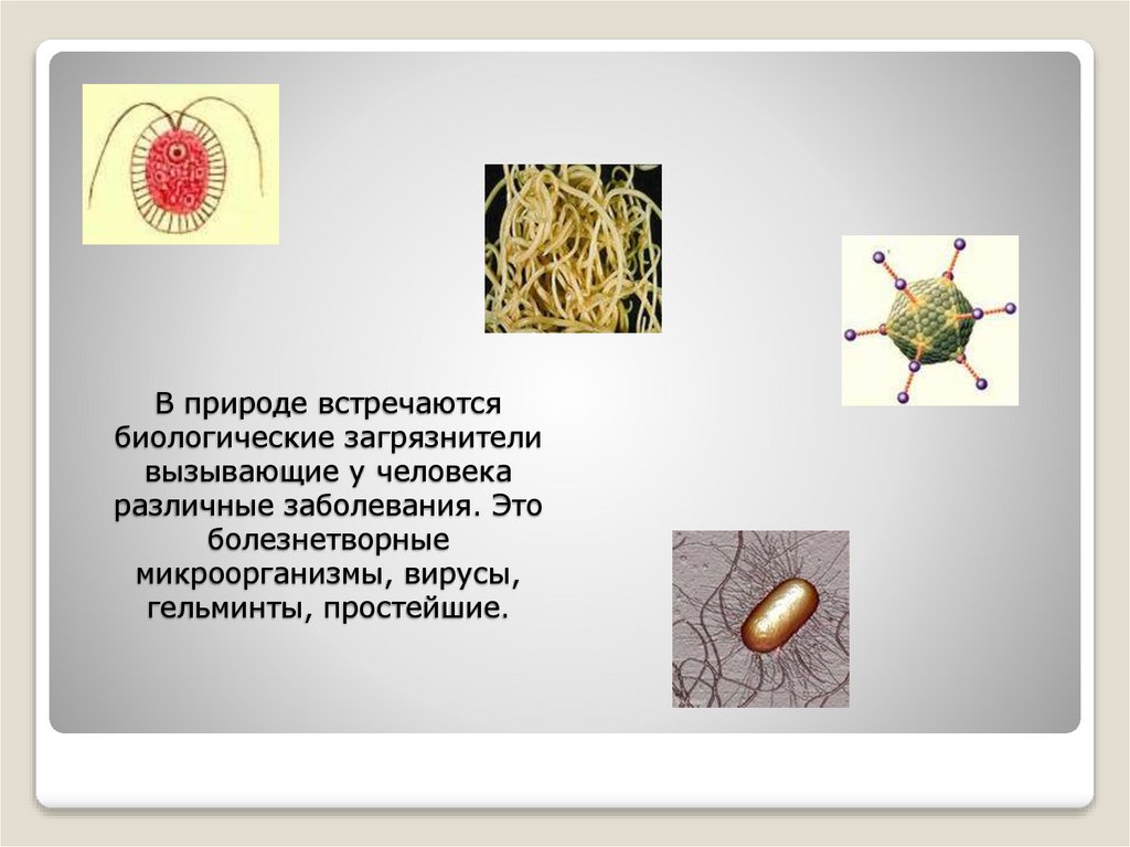 В природе встречаются биологические загрязнители вызывающие у человека различные заболевания. Это болезнетворные