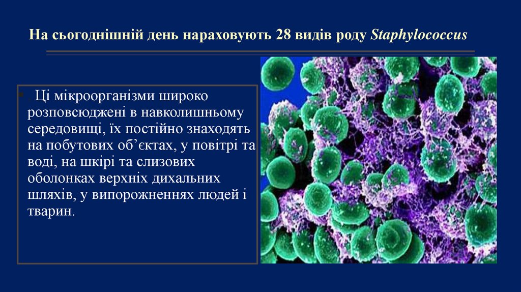 На сьогоднішній день нараховують 28 видів роду Staphylococcus
