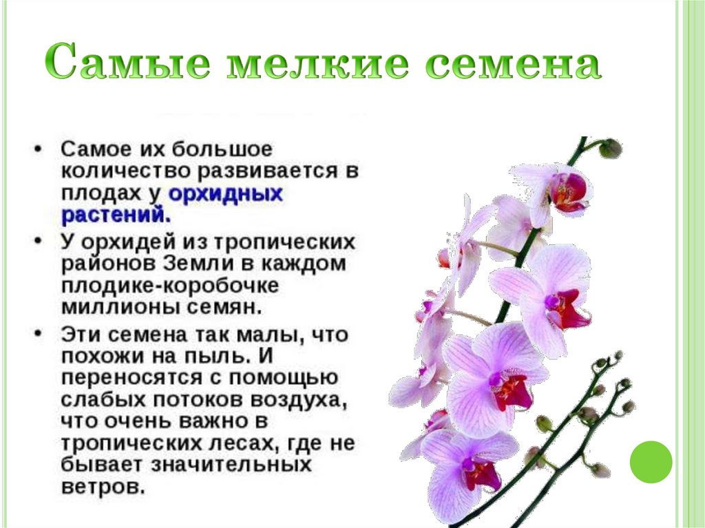 Самые мелкие семена