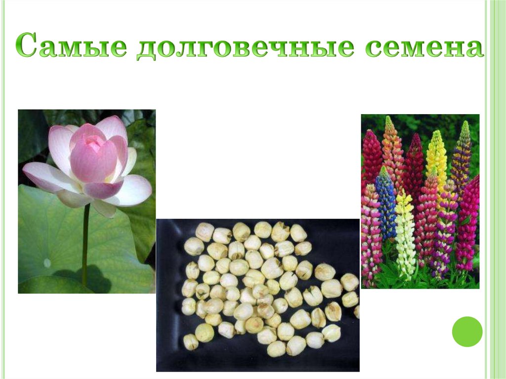 Самые долговечные семена