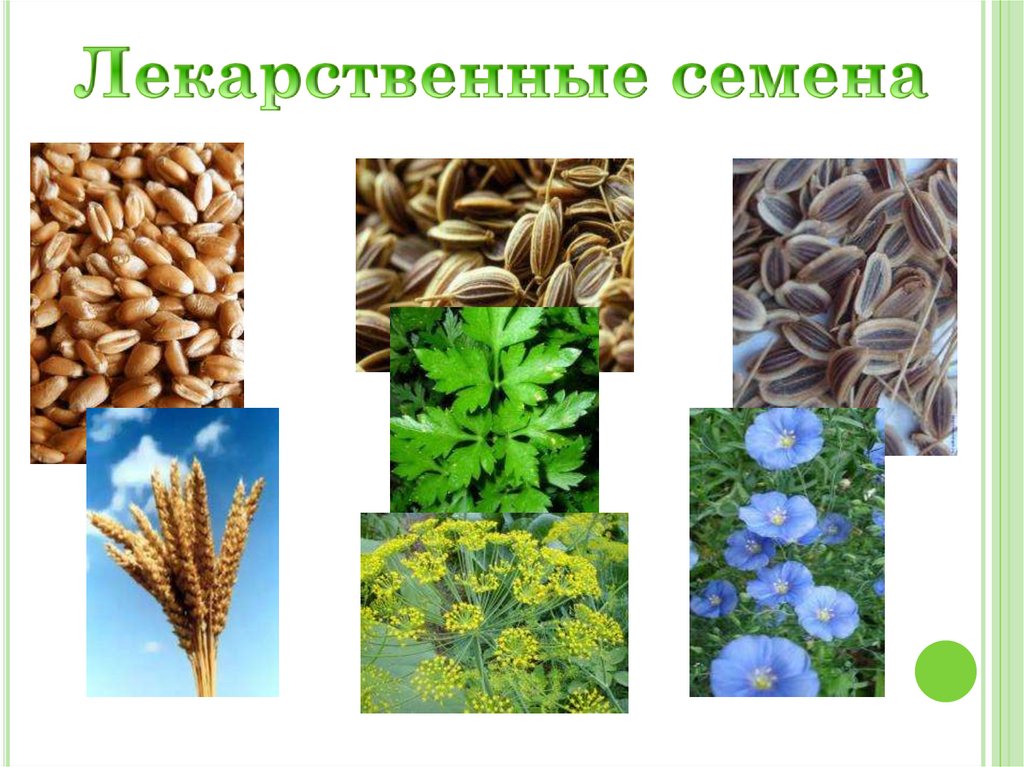 Лекарственные семена