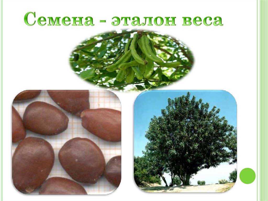 Семена - эталон веса