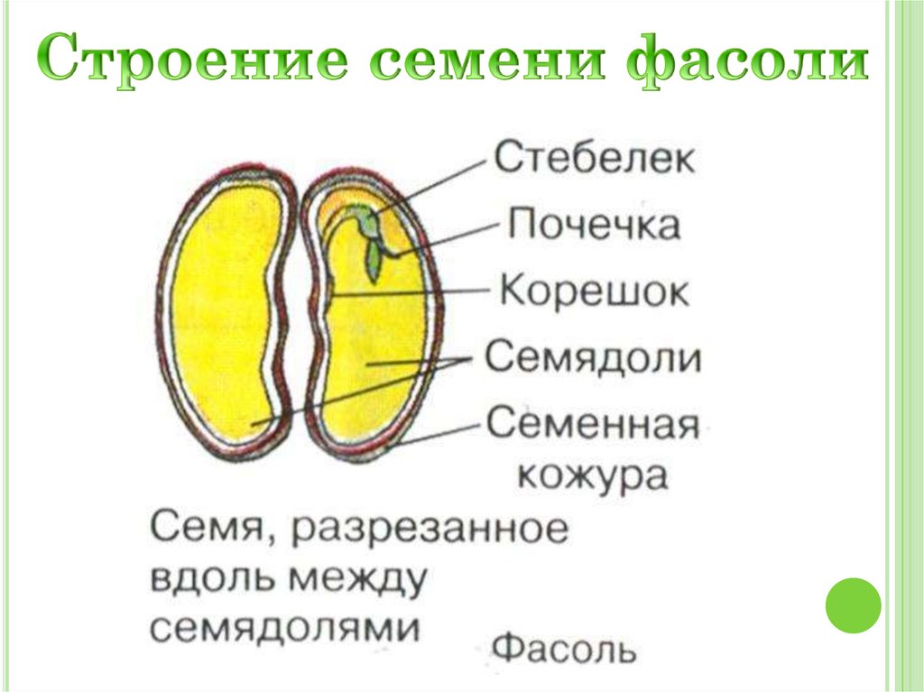 Строение семени фасоли