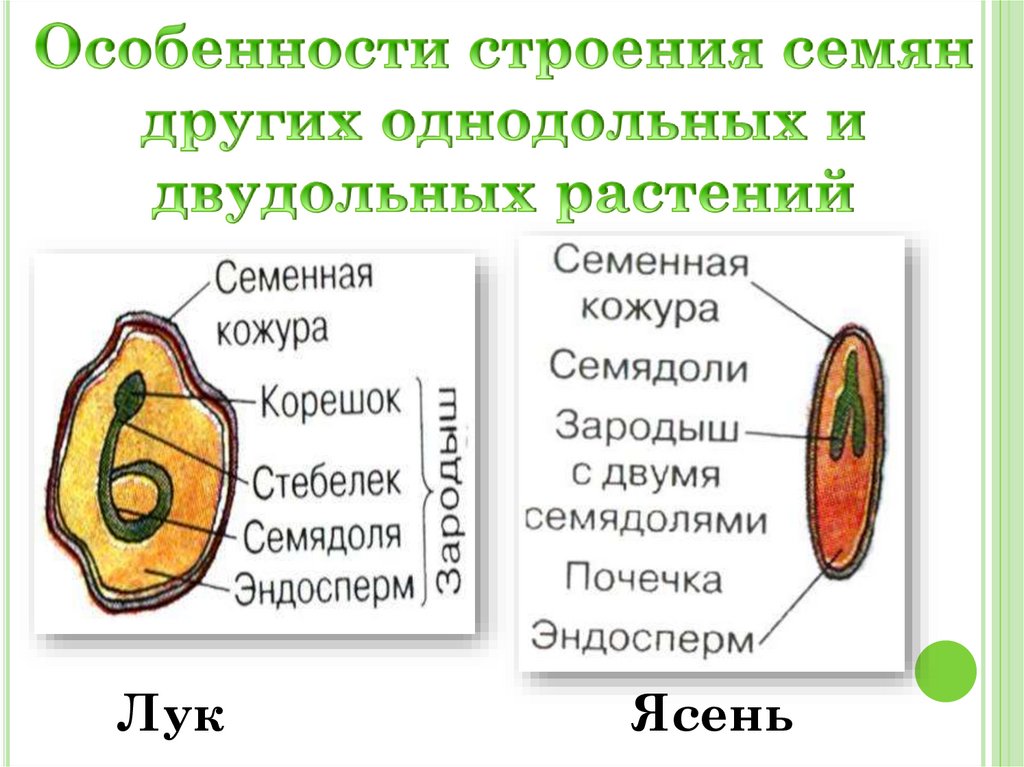 Особенности строения семян других однодольных и двудольных растений