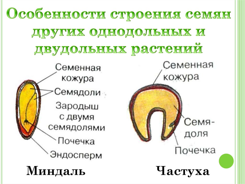 Особенности строения семян других однодольных и двудольных растений