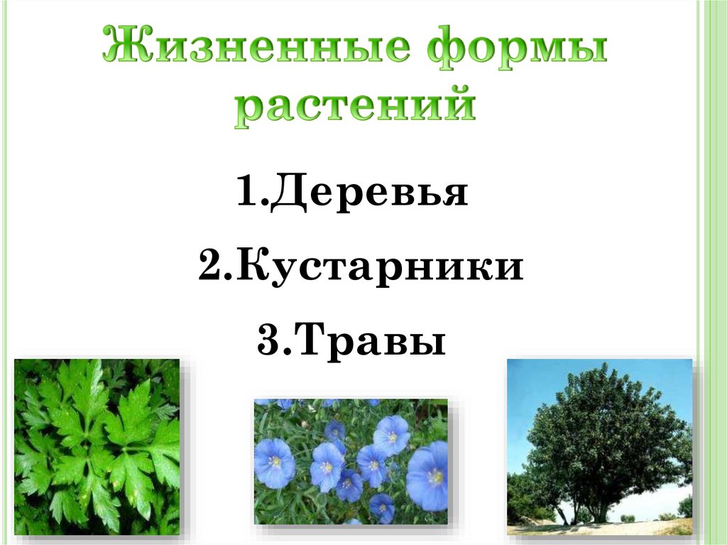 Жизненные формы растений