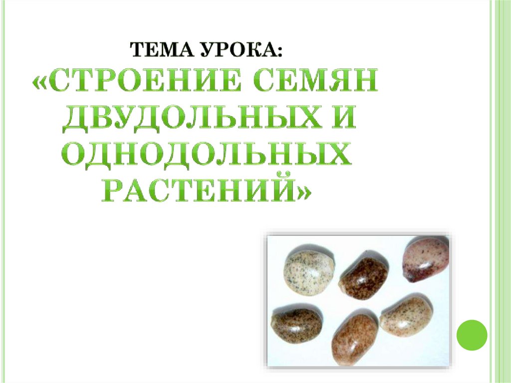 Тема урока: «Строение семян двудольных и однодольных растений»