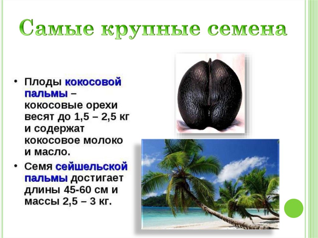 Самые крупные семена